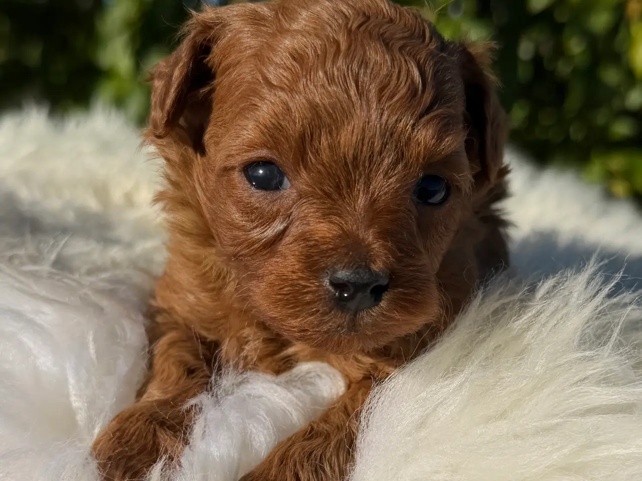 Billede 7 - Goldendoodle F1B