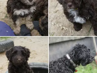 🐾 Skønne Sproodle-hvalpe søger kærlige hjem 🐾