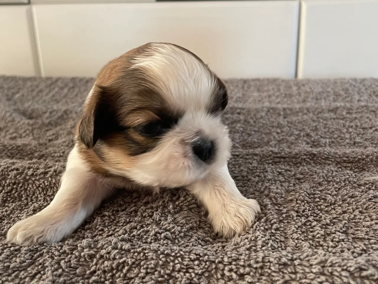 Billede 3 - Shih Tzu/ cavalier blanding 🌸