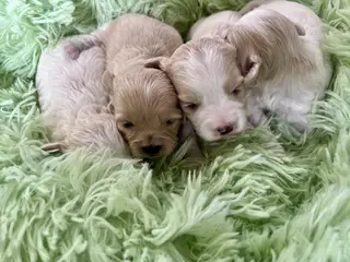 Skønne hvalpe Pudel / Shih Tzu - 5