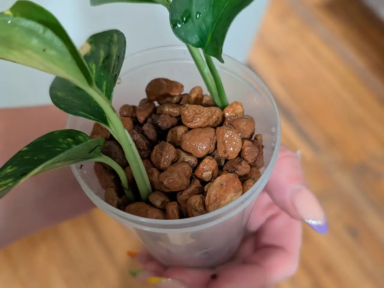 Billede 3 - Guldranke (Epipremnum aureum) stiklinger – sunde o
