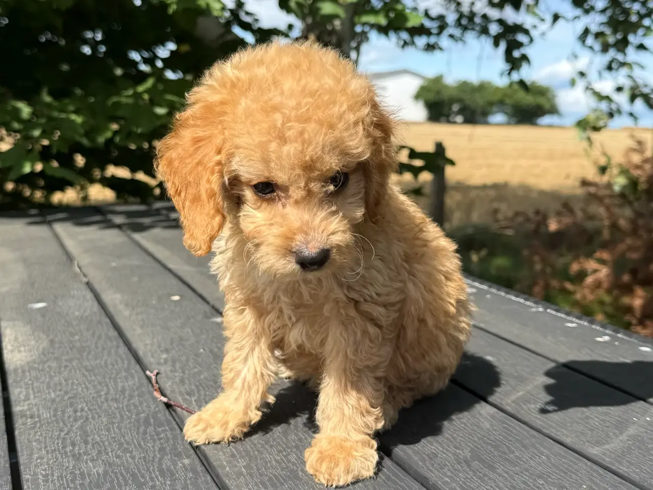 Billede 2 - Maltipoo - tæver