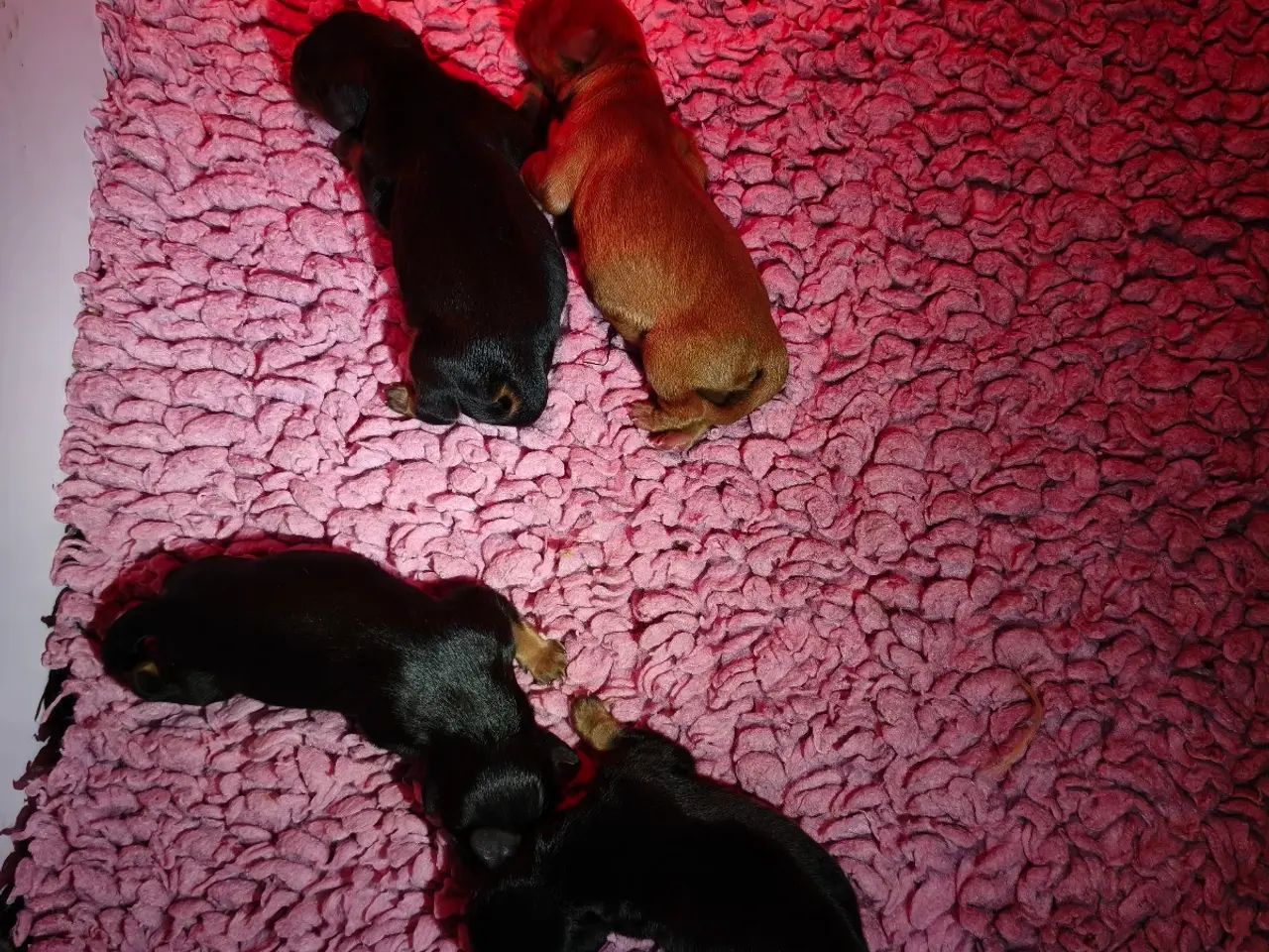 Billede 8 - Cavalier King Charles 