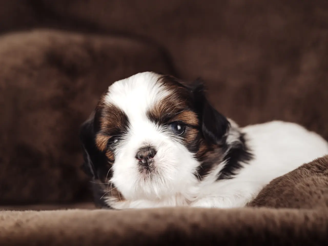 Billede 17 - Shih Tzu hundehvalpe søger nyt hjem (Tæver)