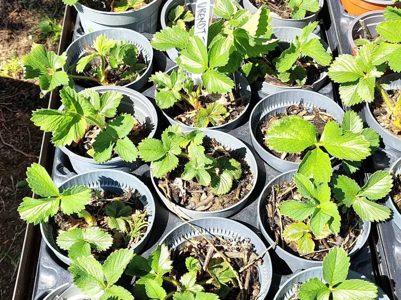 Billede 2 - Jordbærplanter 