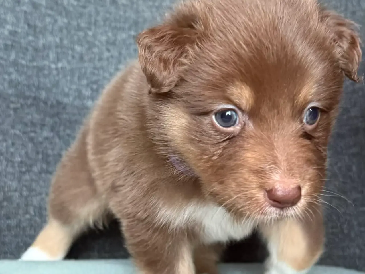 Billede 7 - Australian Shepherd