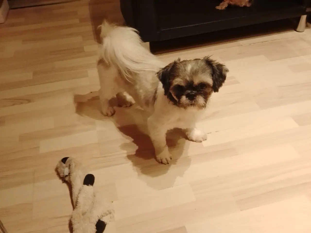 Billede 6 - Shih tzu