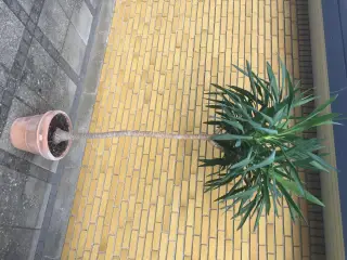 Yucca Palme