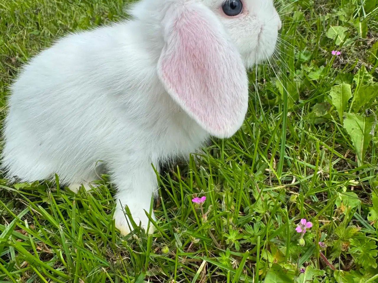 Billede 7 - Dværg vædder kaninunger 🐰