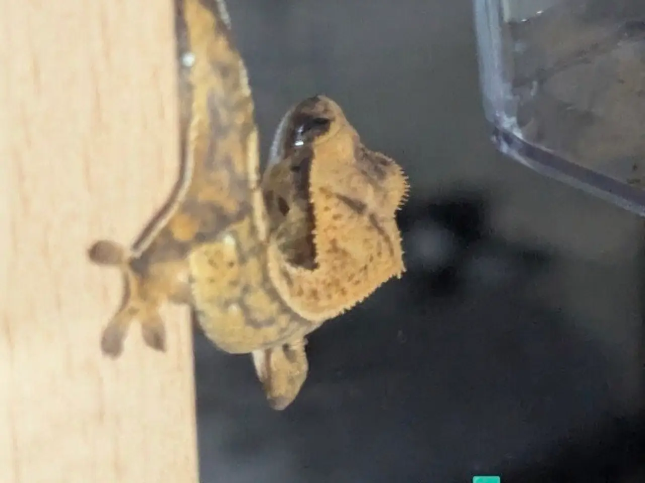 Billede 12 - Kronegekko babyer sælges 