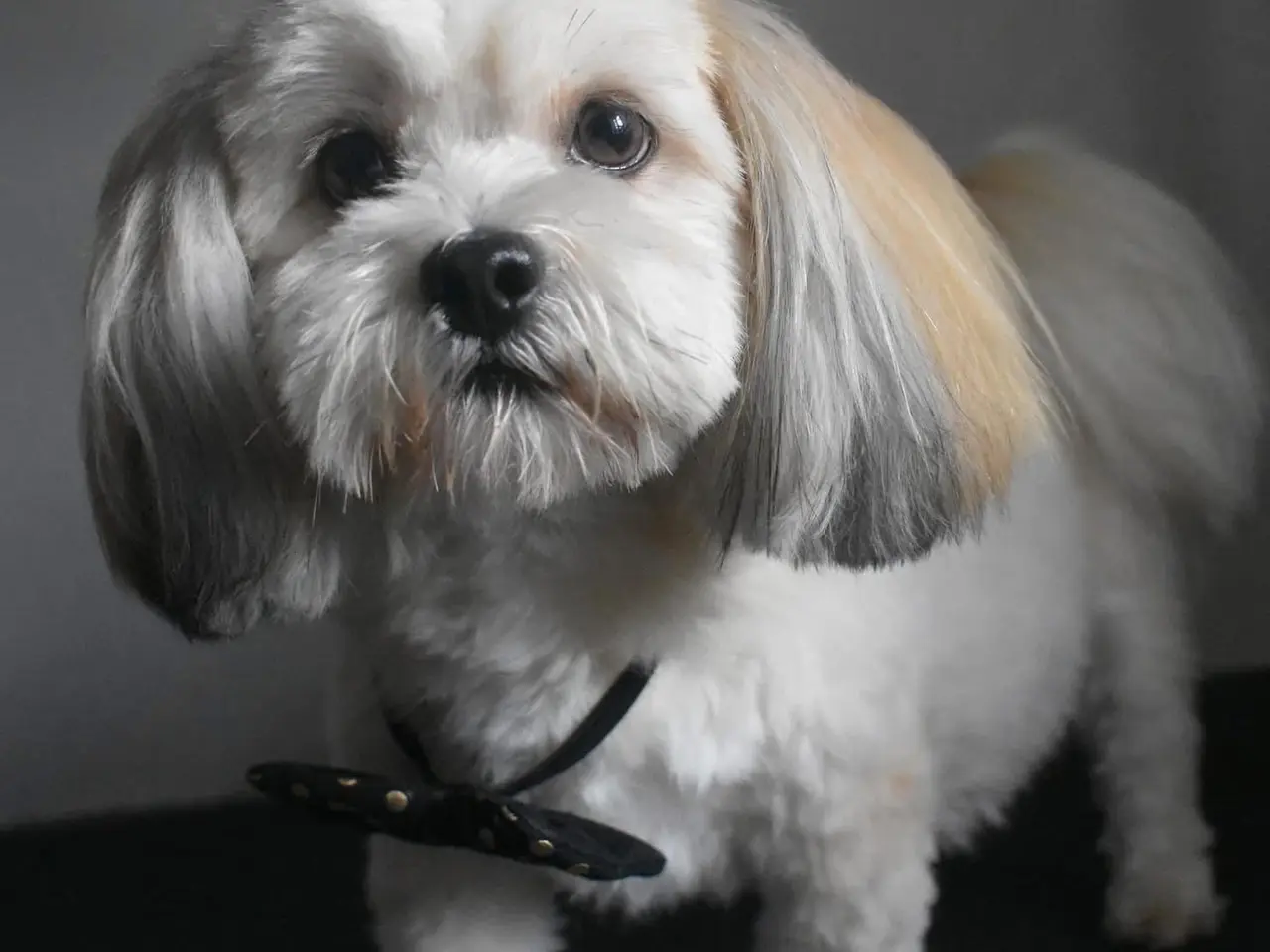 Billede 13 - Skønne Lhasa apso tæver med DKK stamtavle 