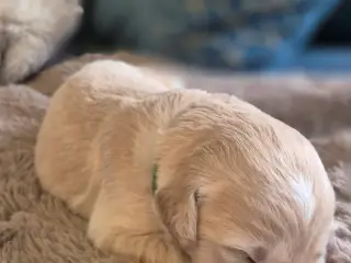 10 skønne Golden Retriever-hvalpe søger deres komm - 5