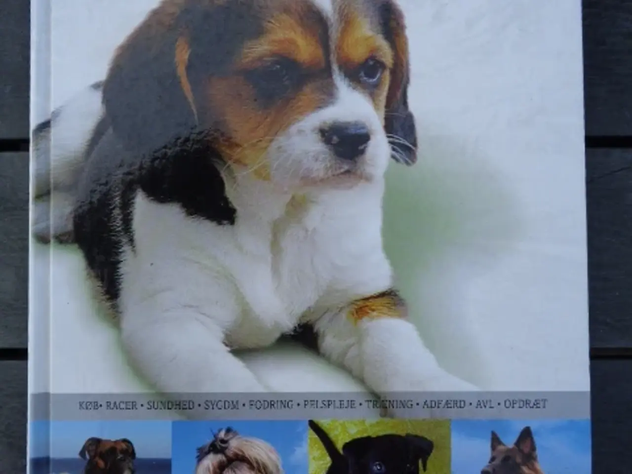 Billede 1 - Hunde
