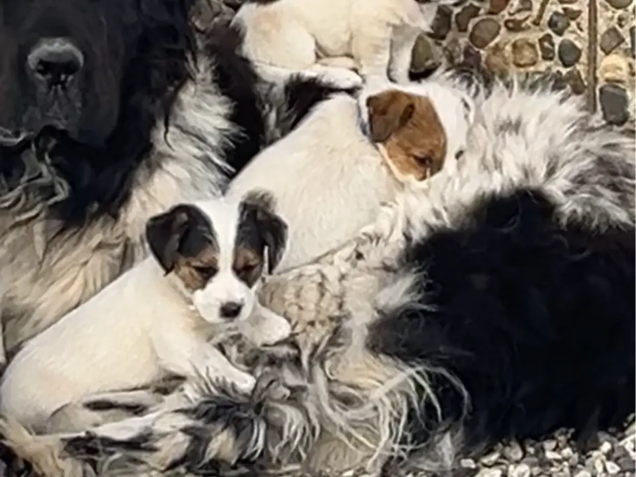 Billede 3 - Jack Russel med DKK stamtavle