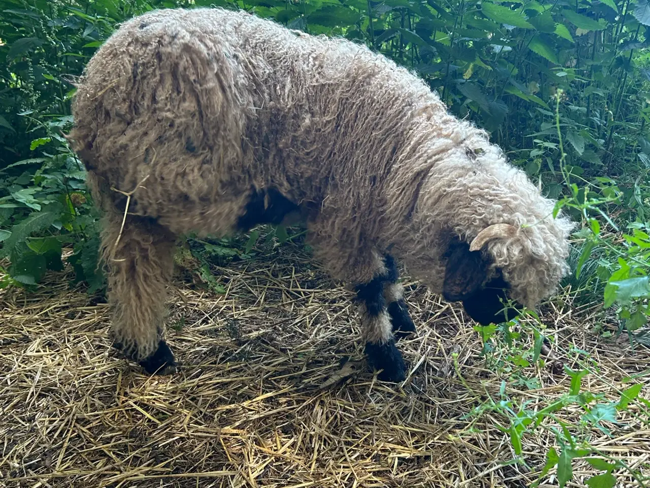 Billede 5 - Smukt Valais Blacknose gimmer lam sæl