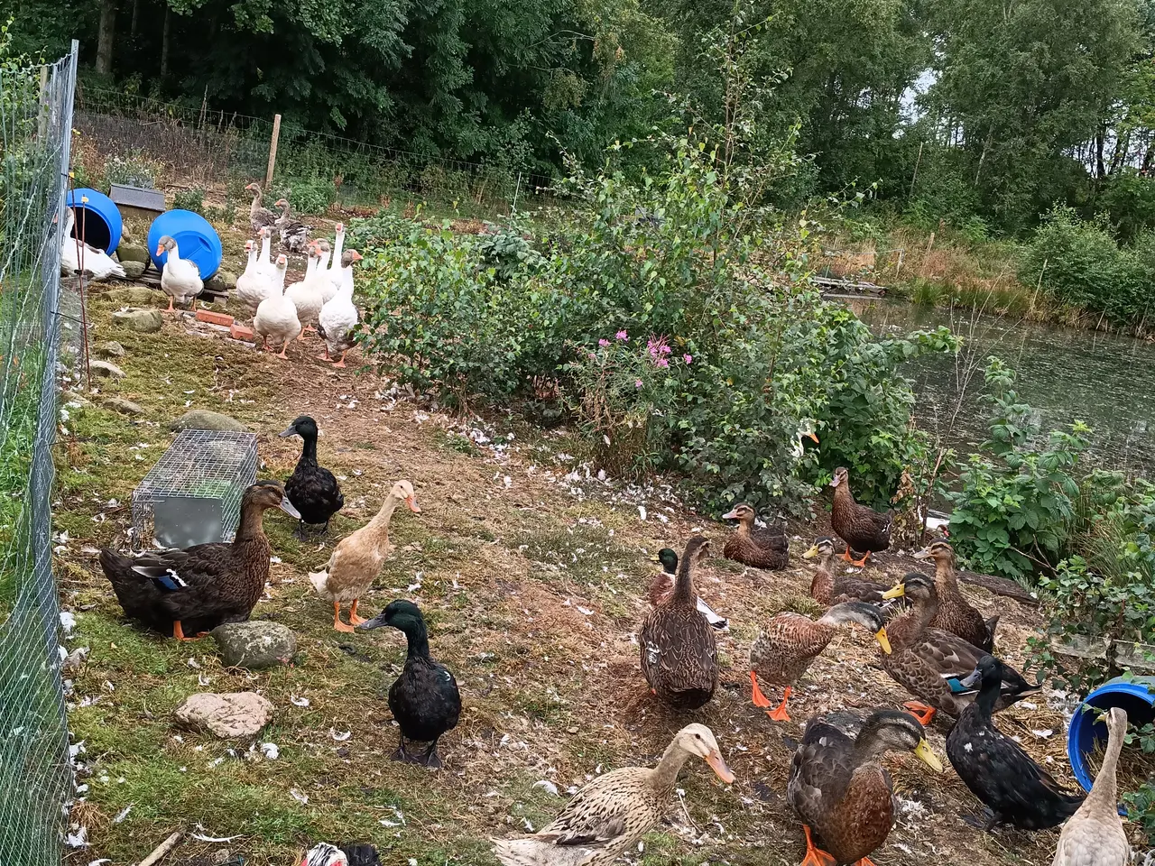 Billede 8 - Sommerhus udlejning