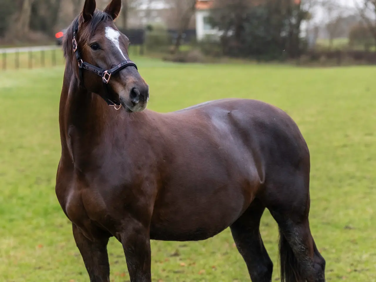 Billede 3 - ✨ Bredkærgaards Saquila ✨
