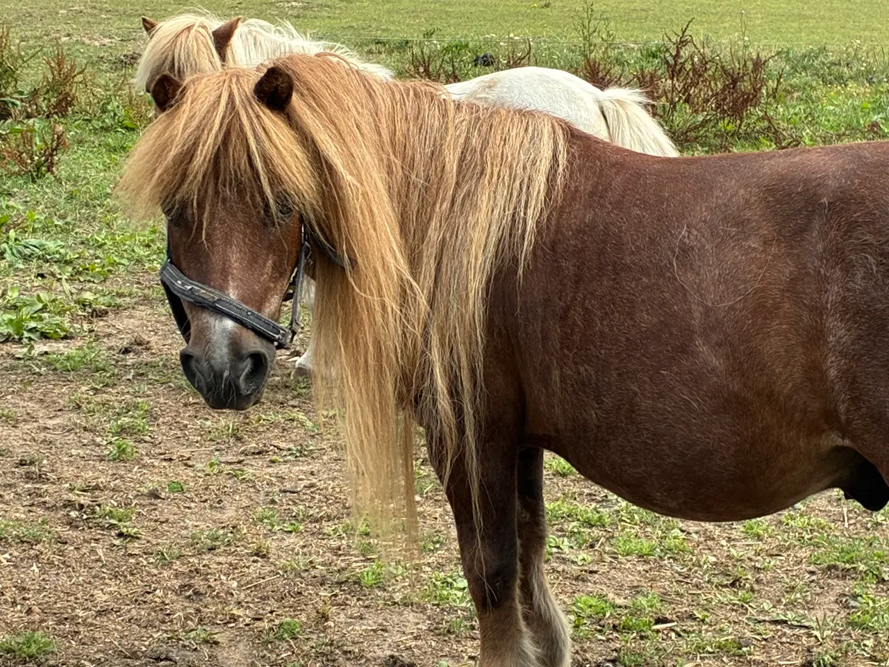 Billede 1 - Ponyer søger nyt hjem