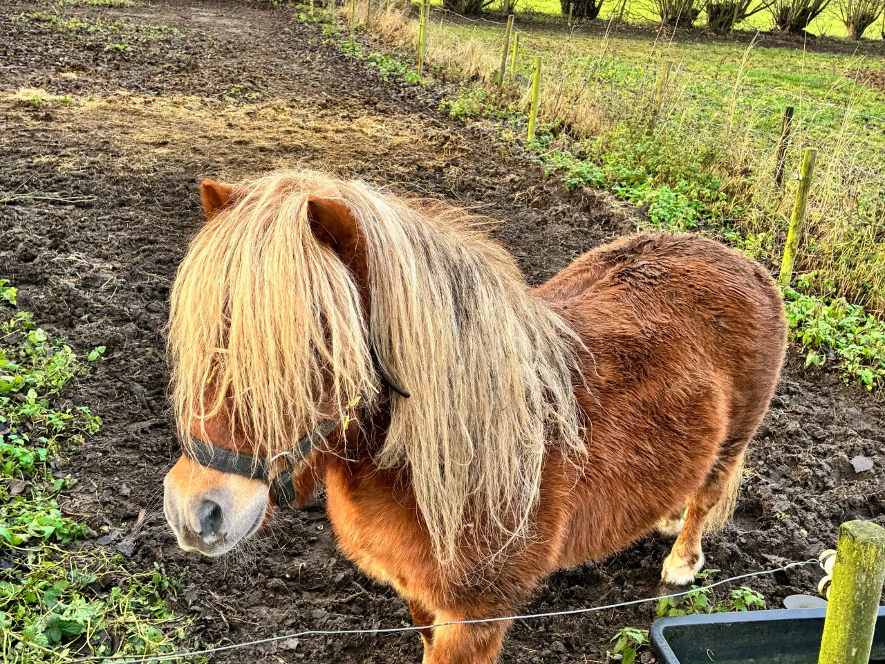 Billede 1 - Hingst Sælges