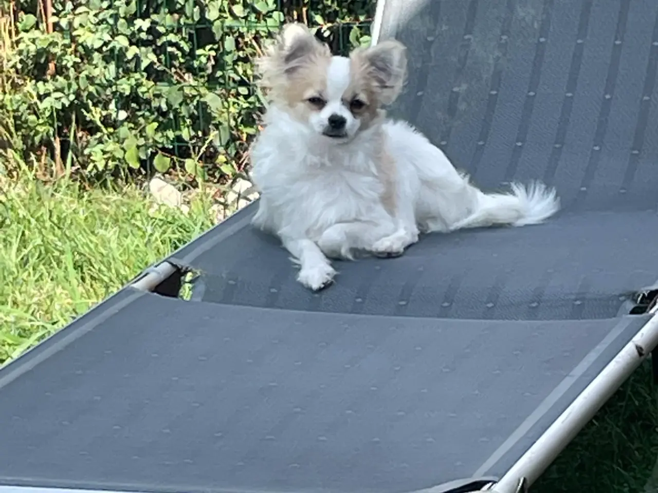 Billede 1 - Chihuahua/pomerania/papillon hvalp sælges