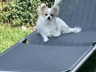 Chihuahua/pomerania/papillon hvalp sælges
