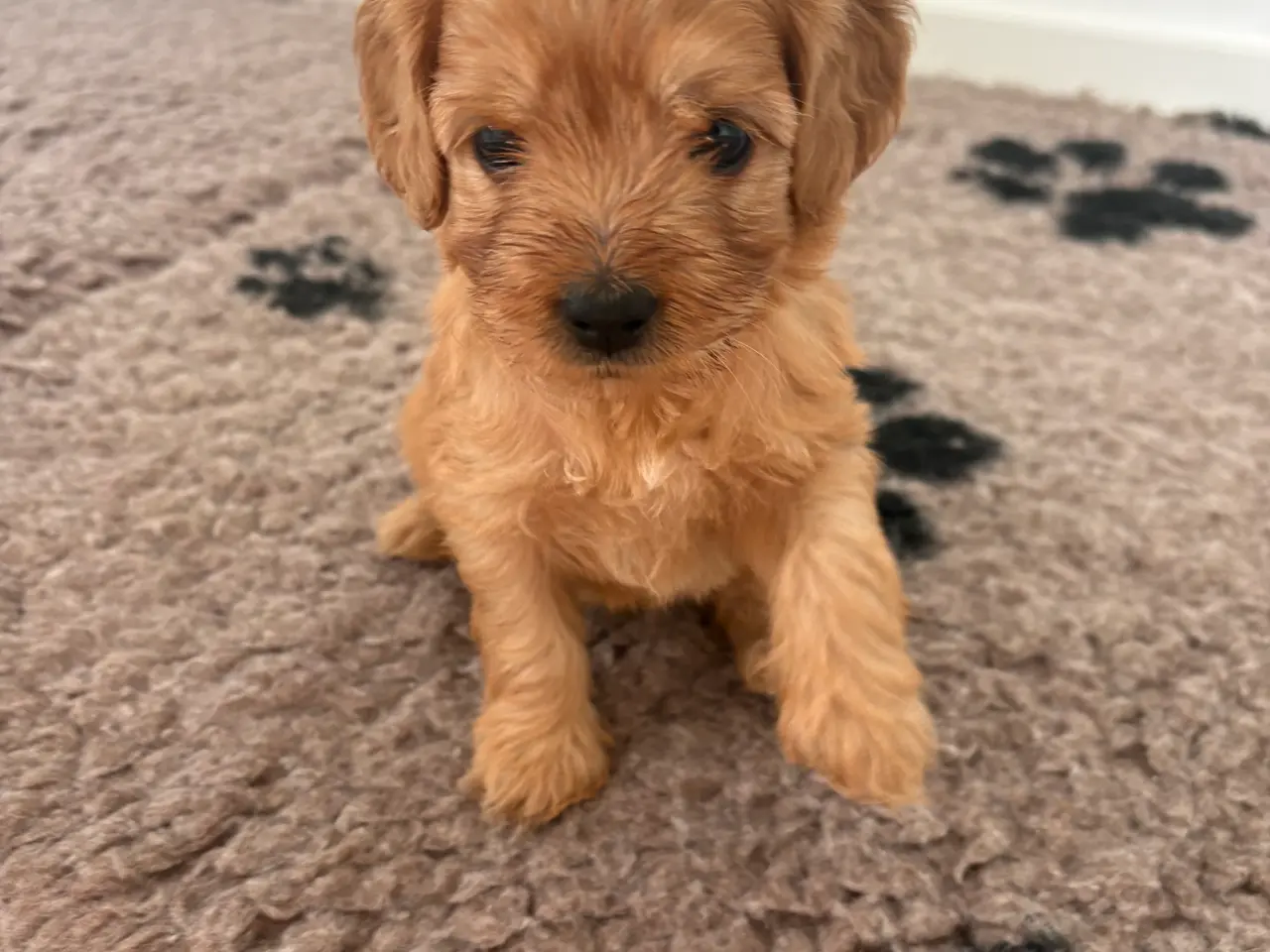 Billede 8 - Doodle hundehvalpe til salg🐶