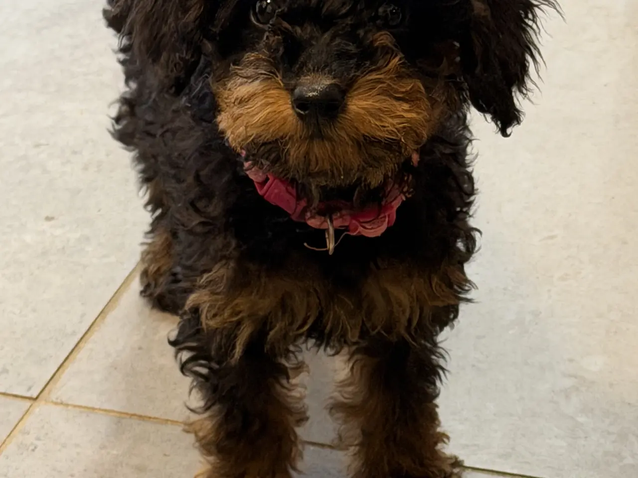 Billede 18 - Cavapoo hvalpe Rejseklar 🧳❤️🐾