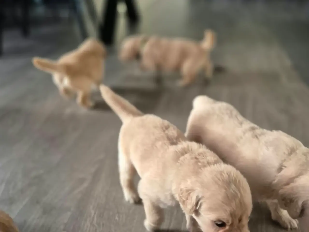 Billede 4 - Kun 4 skønne Golden Retriever hanner tilbage søger