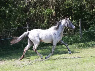 Knabstrupper hoppeplag 