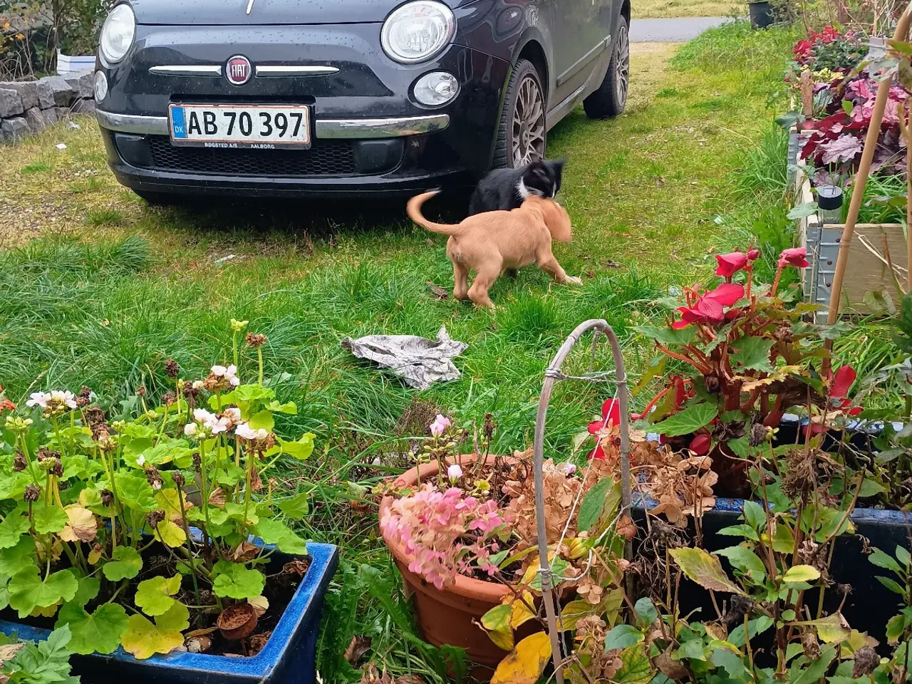 Billede 5 - Gucci rare edition cabriolet fiat 500c