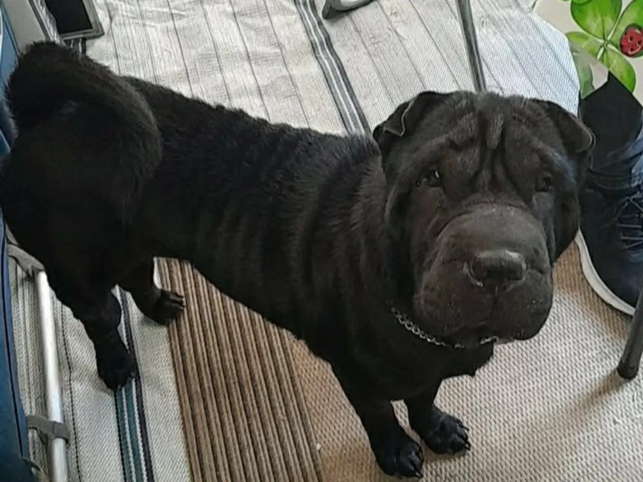 Billede 7 - Shar pei hvalp