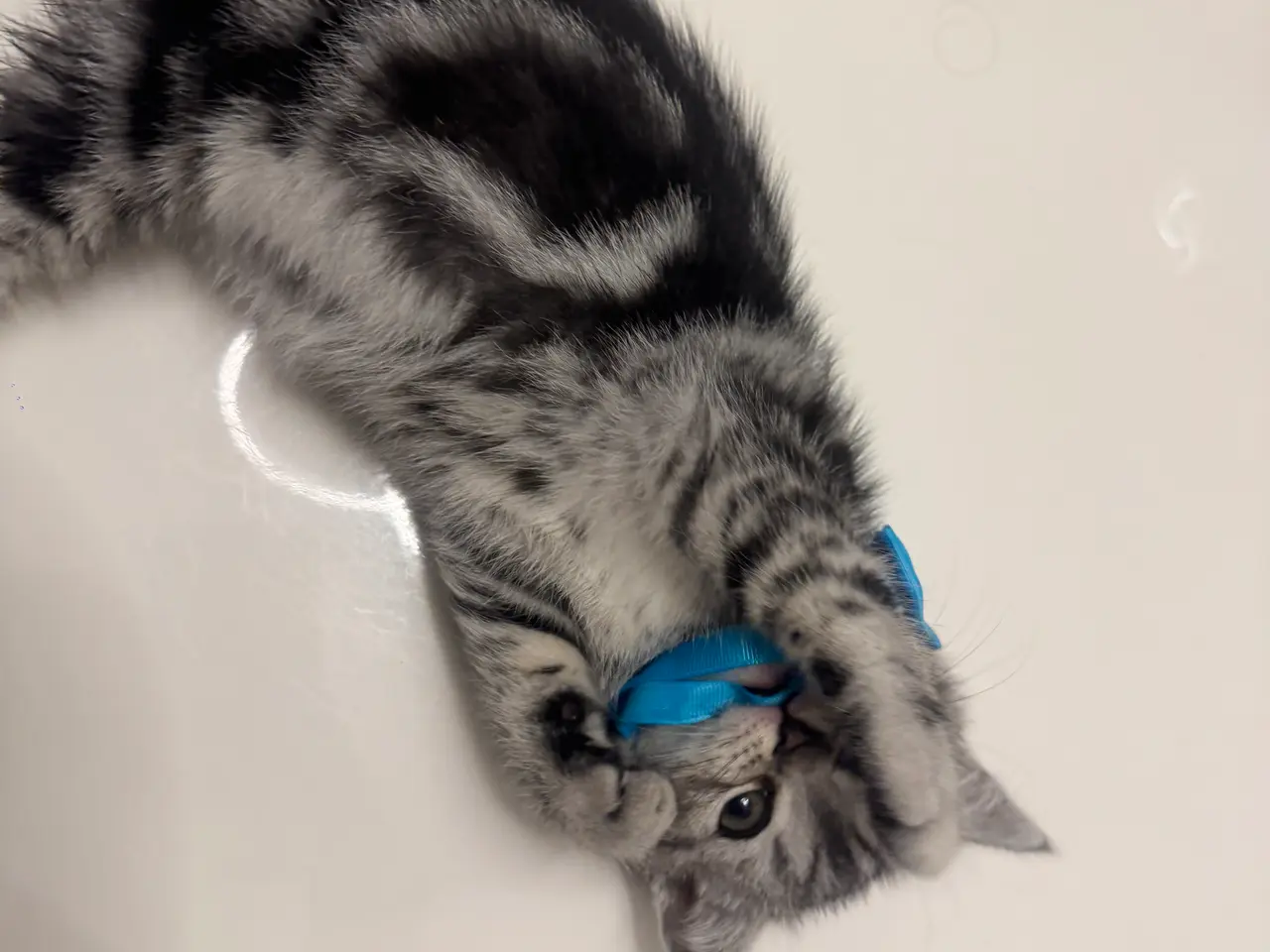 Billede 9 - Unikkes British Shorthair - KUN EN TILBAGE