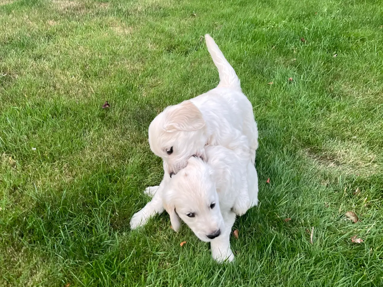 Billede 11 - 4 Golden retriever hvalpe sælges