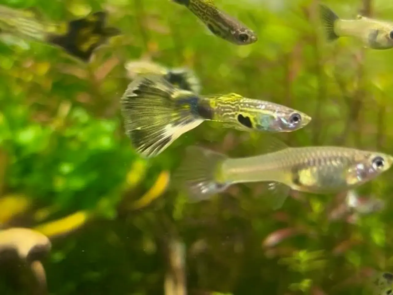 Billede 2 - Green snakeskin guppy (renstammet)
