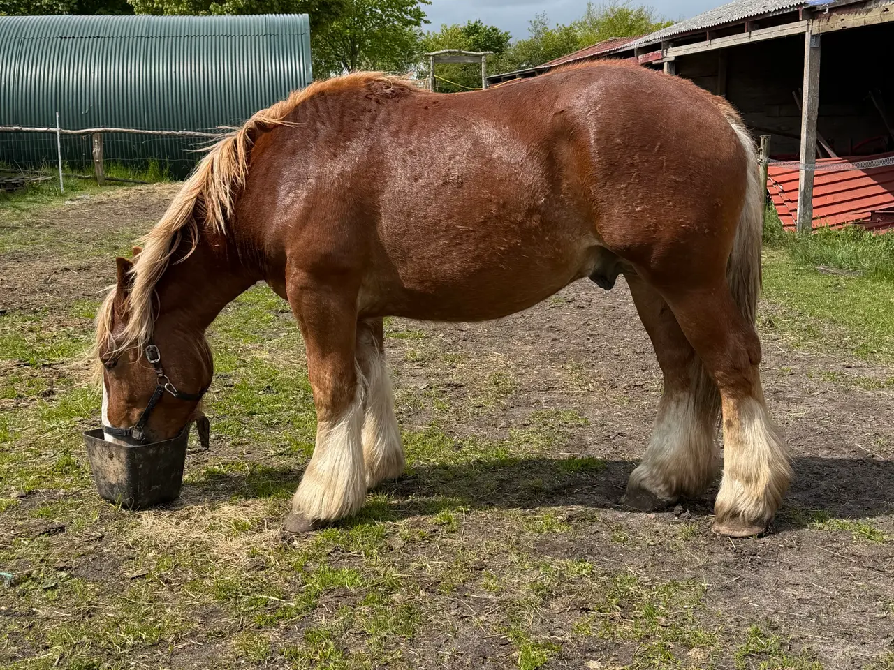 Billede 2 - 2 års jyde hingst 
