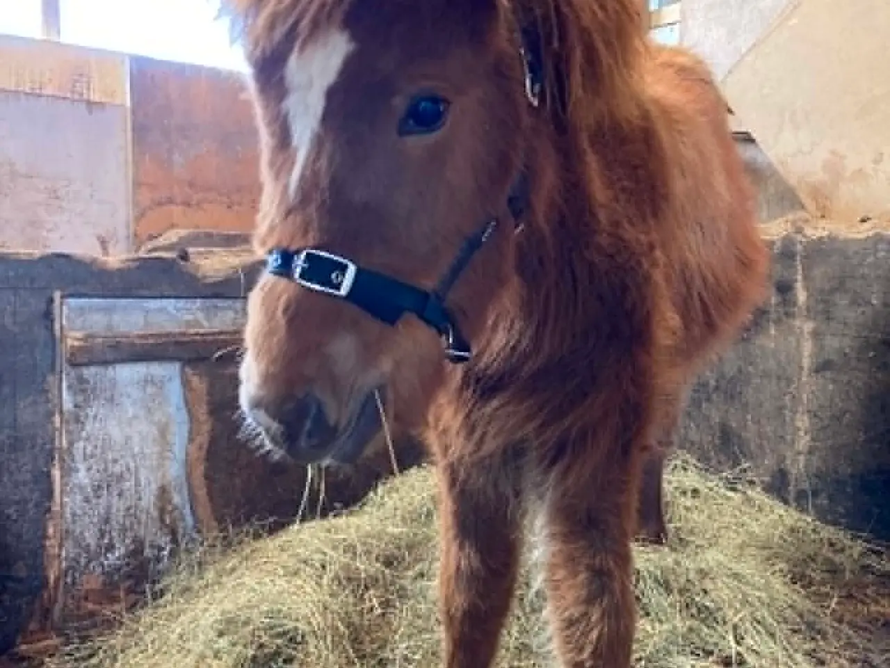 Billede 6 - Max - Hingst