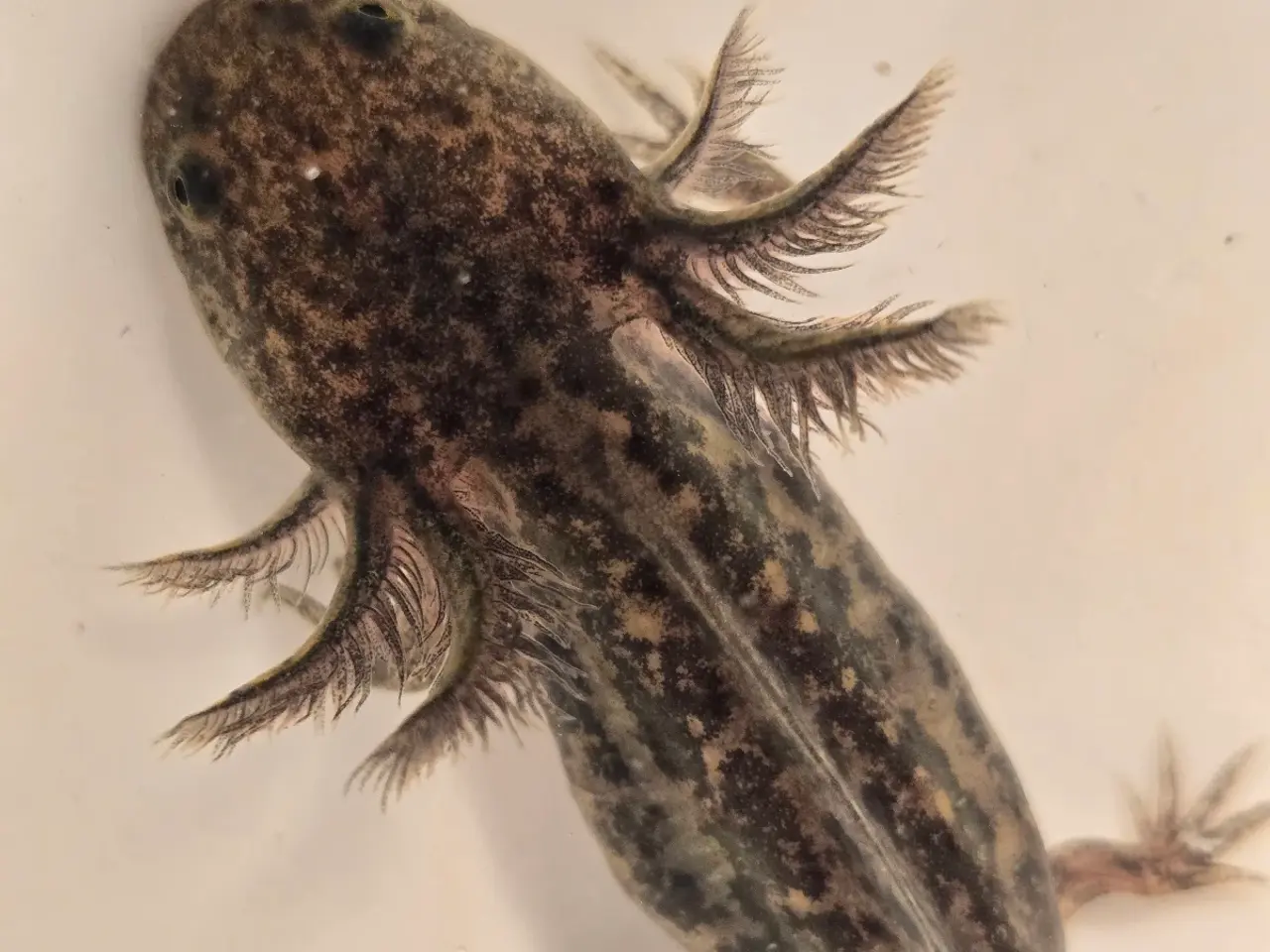 Billede 8 - Axolotl unger fra kendte linjer