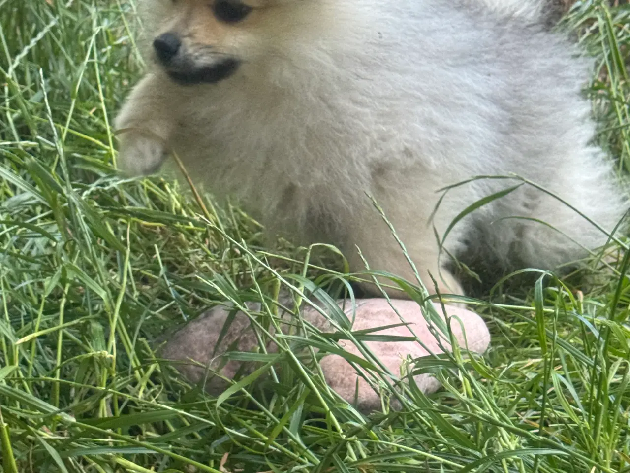Billede 4 - Mini Pomeranian 
