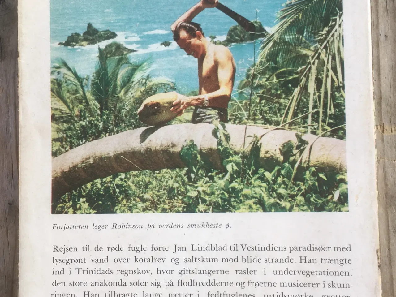 Billede 2 - De røde fugles ø