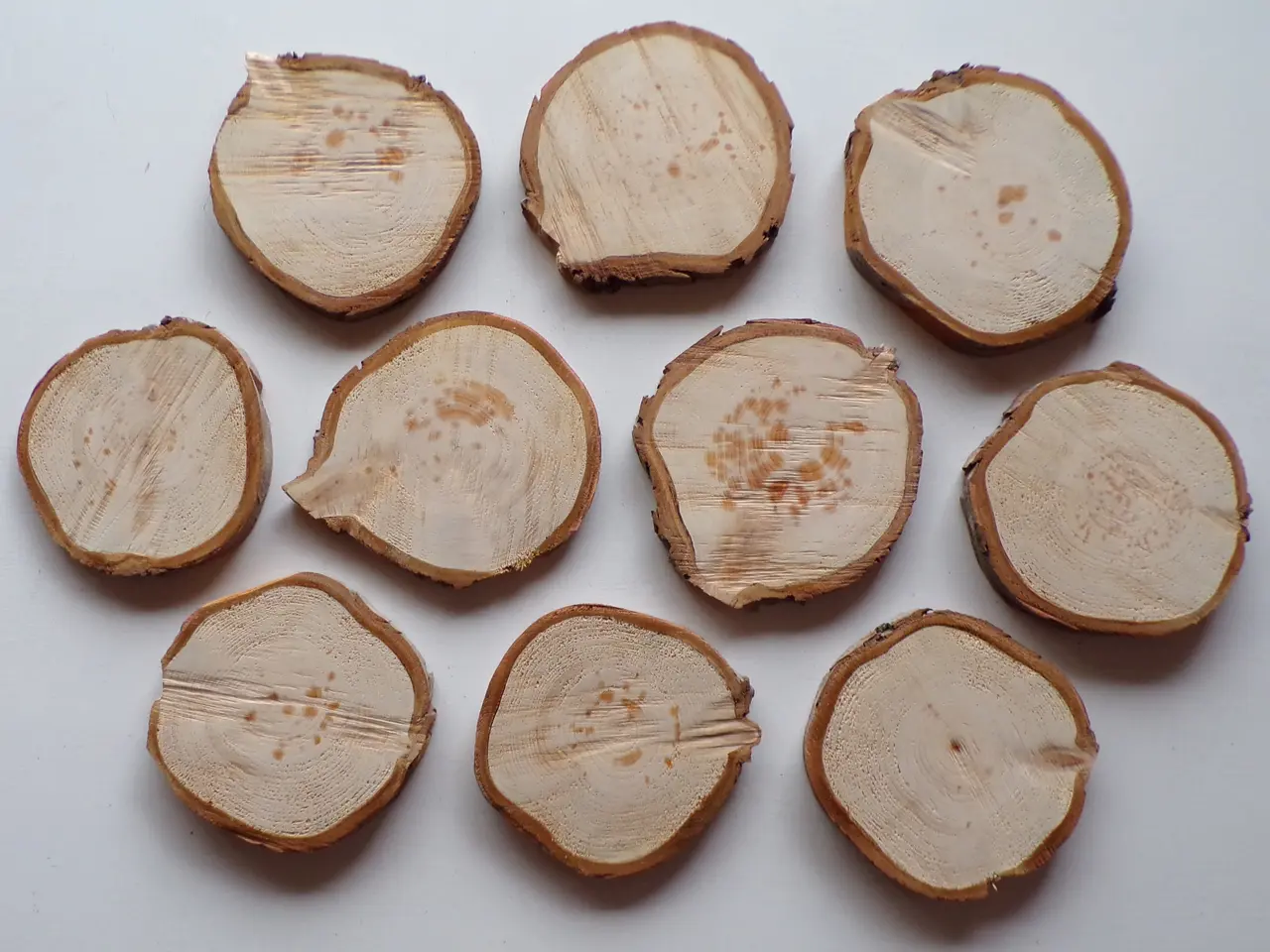 Billede 3 - NYE Thuja Træskiver med bark 18-19 cm 