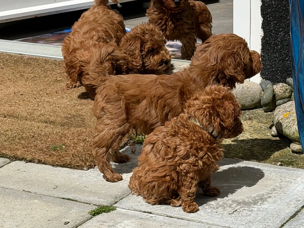 Billede 5 - 🐾✨ Skønne Mini Maltipoo hvalpe klar juli/August