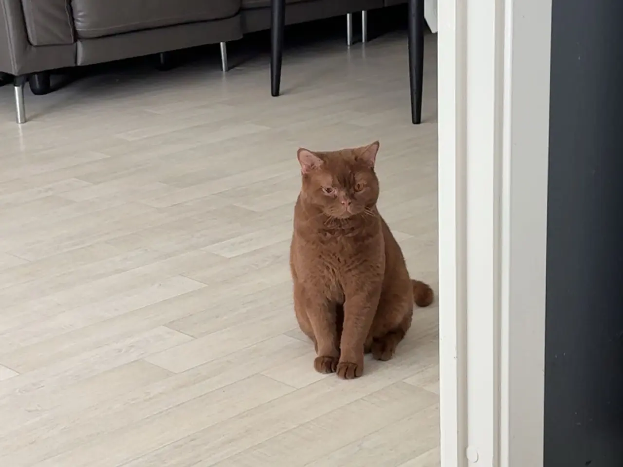 Billede 6 - Den sødeste lille bamsekat søger nyt hjem.     Ver