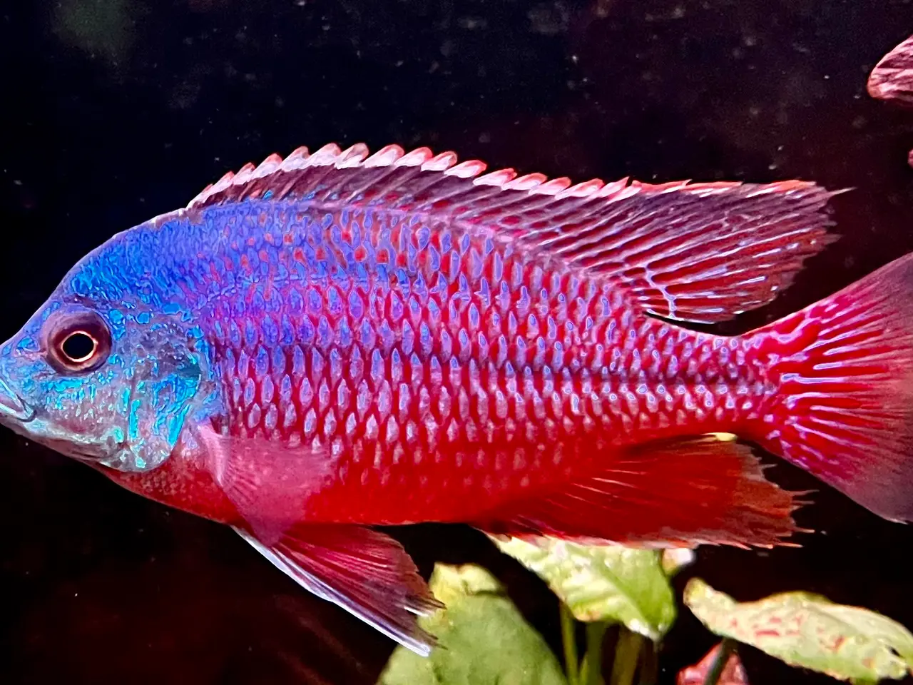 Billede 1 - Red Empress F2 utrolig smukke malawi cichlider