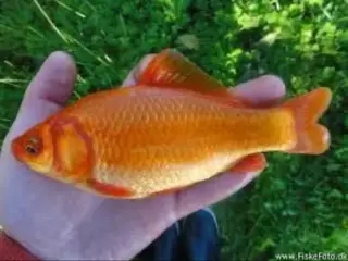 Guldfisk