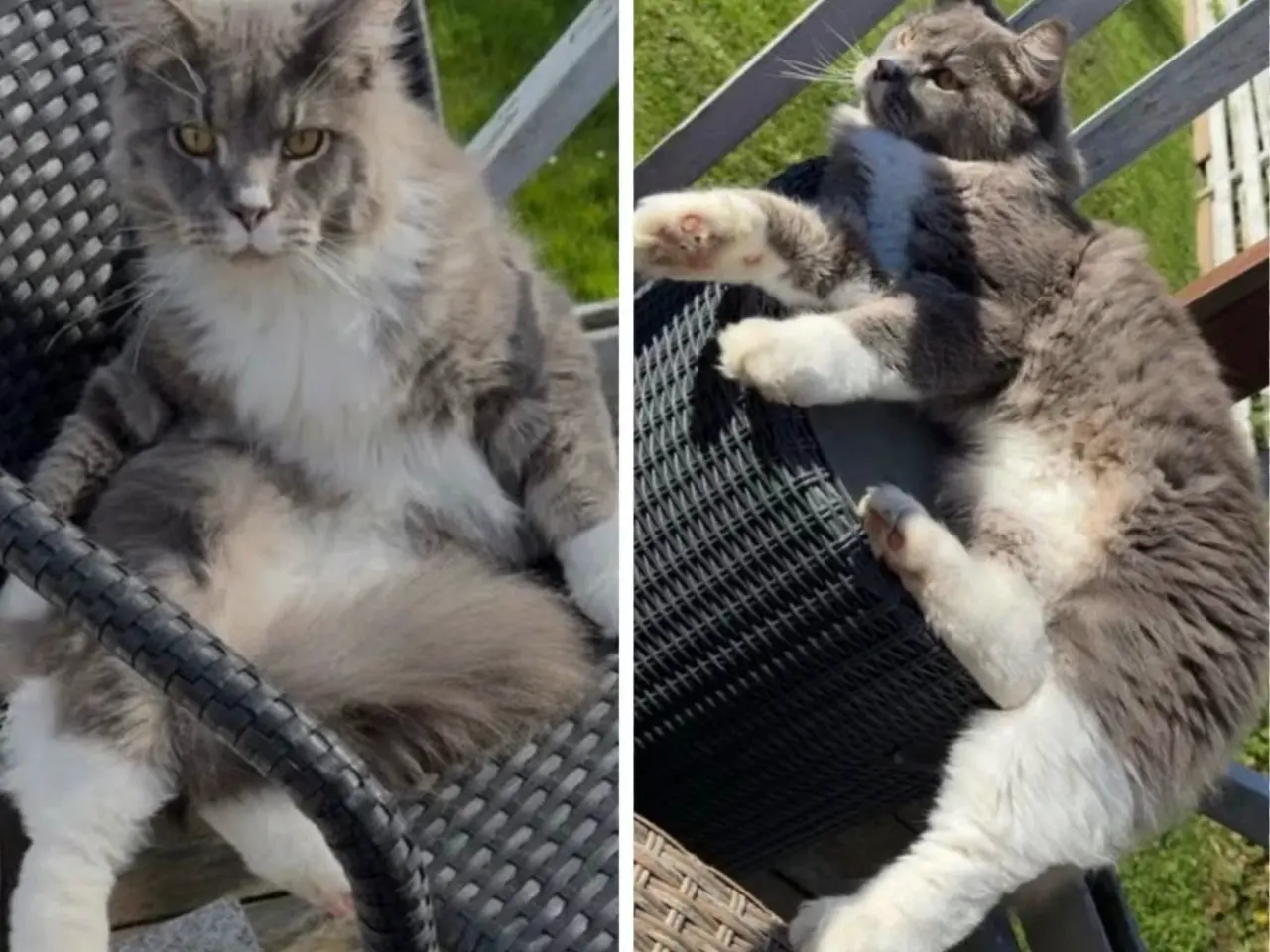 Billede 16 - Maine Coon killing