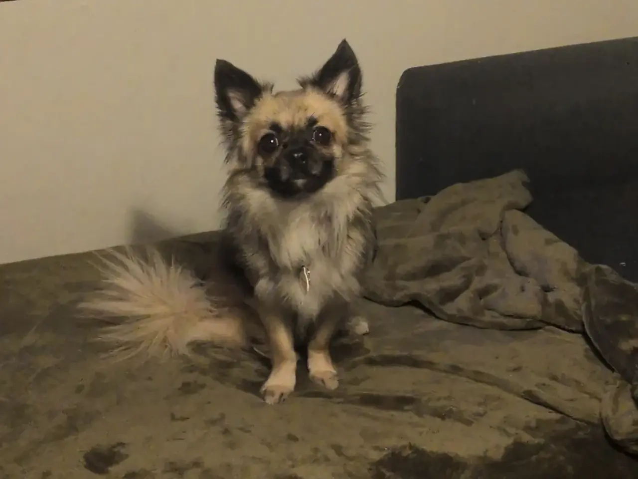 Billede 1 - Ren han langhåret chihuahua uden stambog