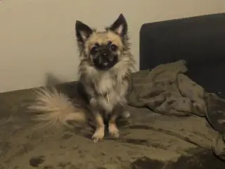Ren han langhåret chihuahua uden stambog