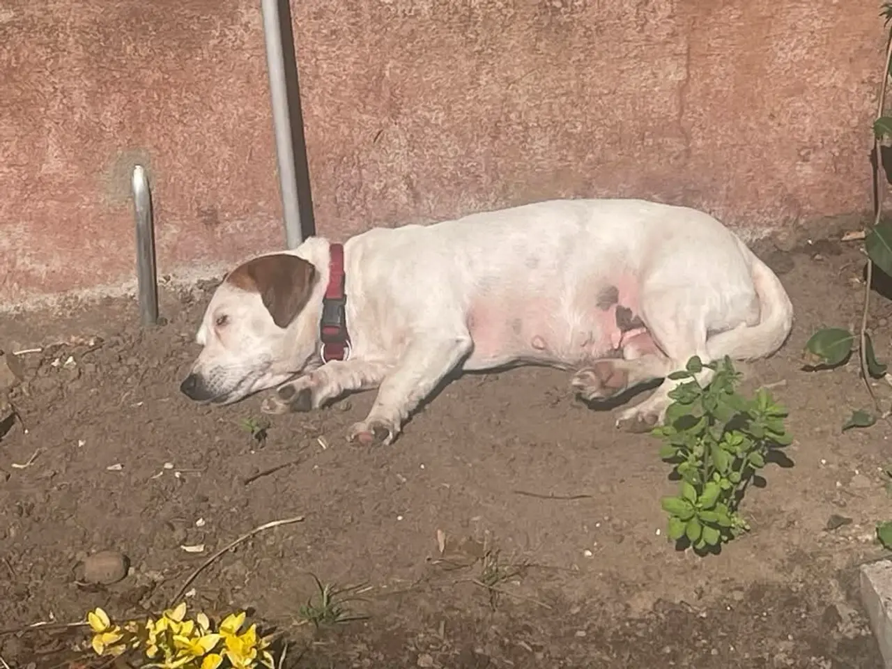 Billede 4 - Jack Russell tæve på 8 år søger nyt hjem 