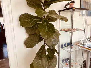 Plante i krukke Violinfigen