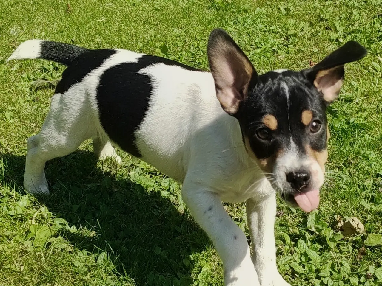 Billede 8 - Gårdhund..Rottehund